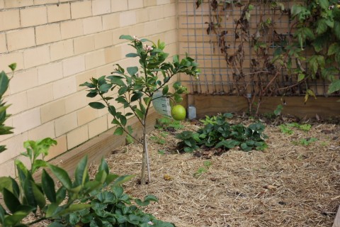 St Clair High School Kitchen Garden Program