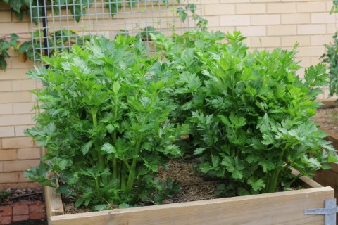 St Clair High School Kitchen Garden Program