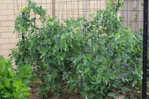 St Clair High School Kitchen Garden Program