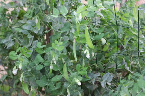 St Clair High School Kitchen Garden Program