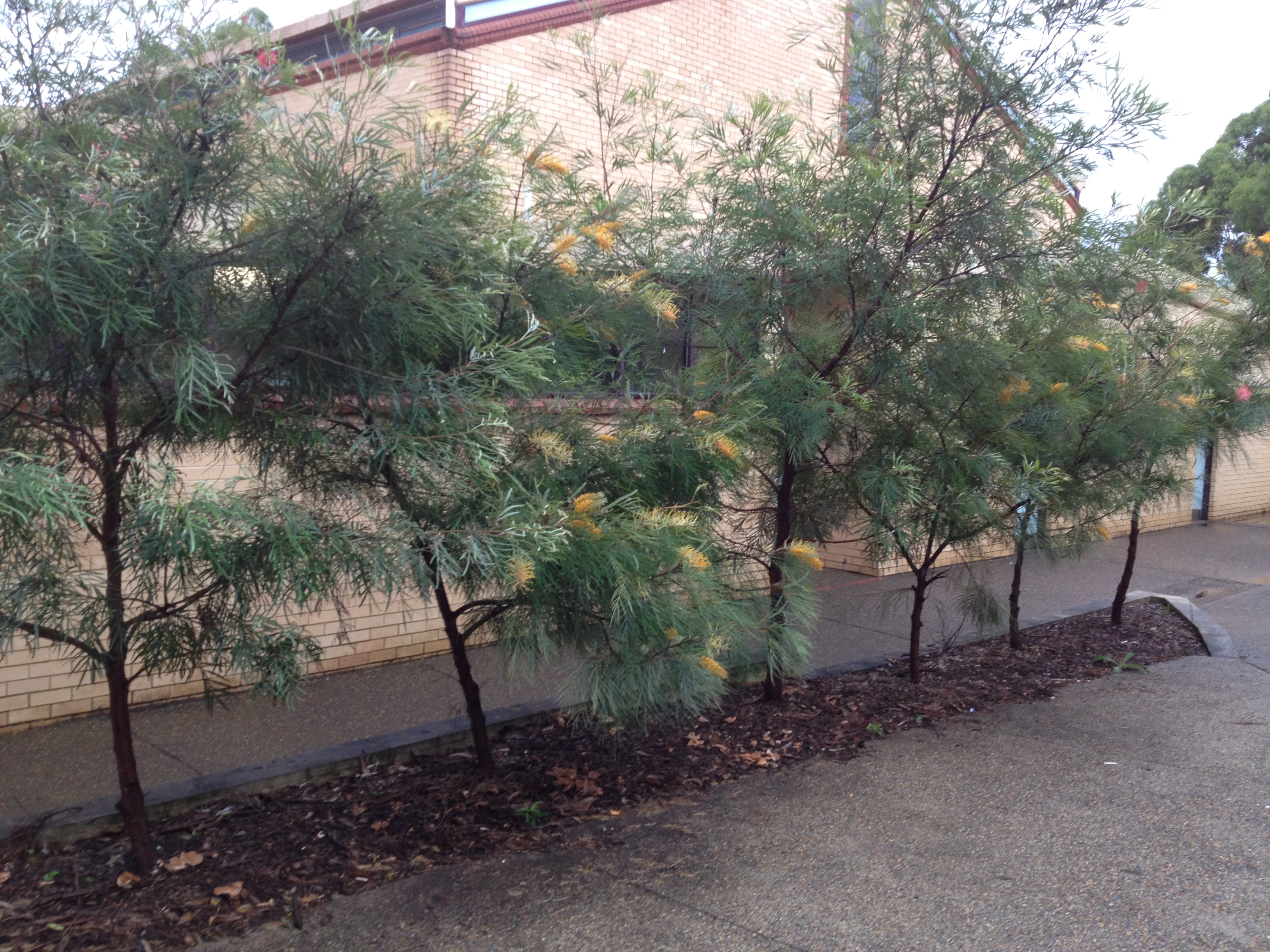 Hundreds of plants have been planted in the school grounds.